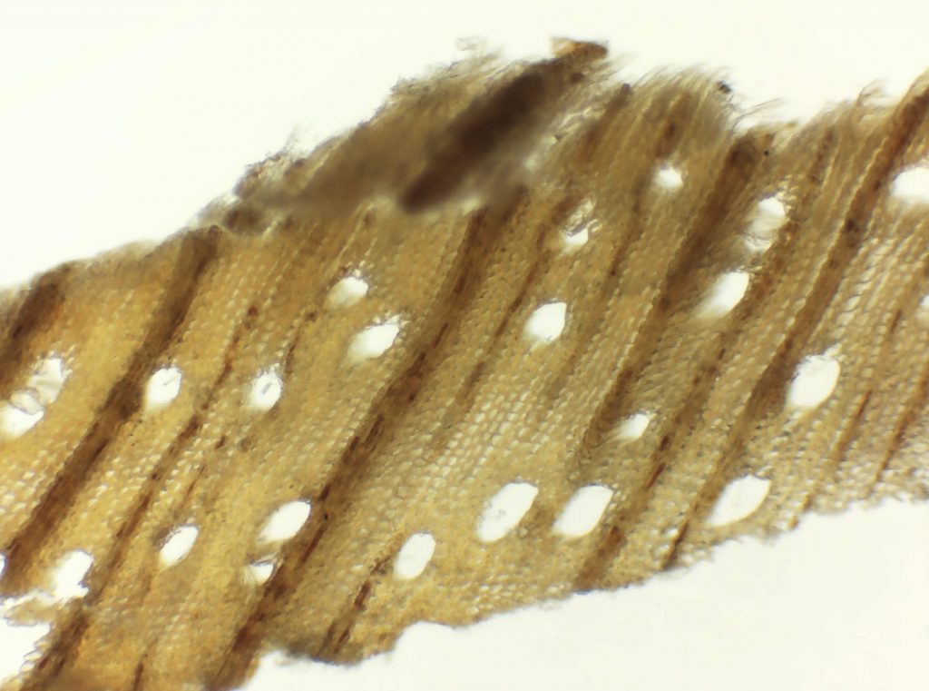 Micrograph of Harwood back cross-sectional surface